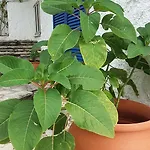 κωνσταντίνος Διαμέρισμα *
