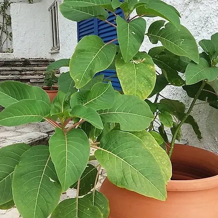 Constantinos Apartmán *