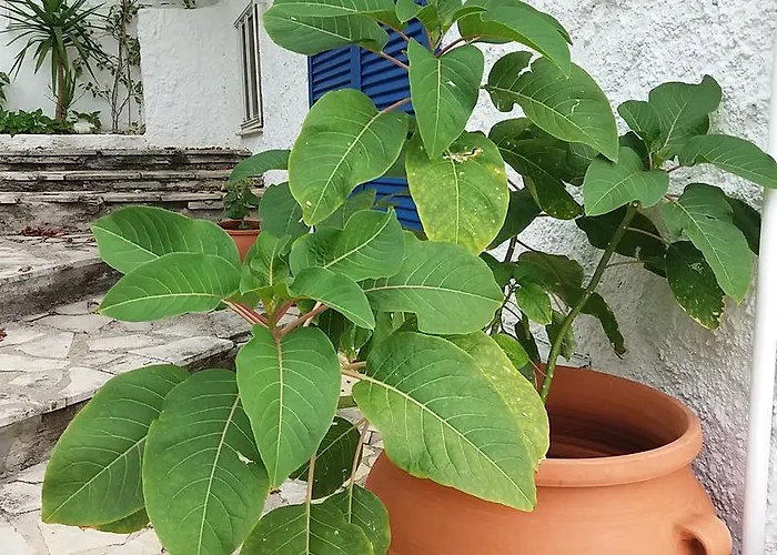 Constantinos דירה *